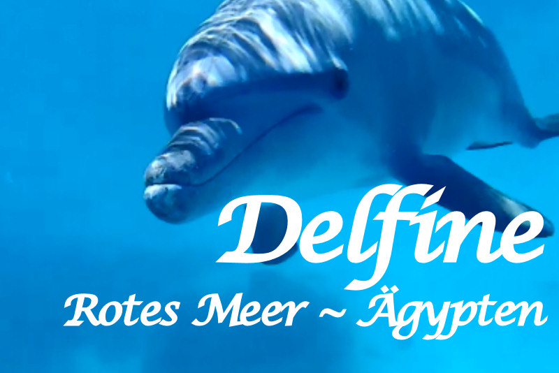 Schwimmen und Schnorcheln mit Delfinen im Jahr 2016 | Rotes Meer Ägypten Hurghada | Delfintour Ausflug mit Mohamed