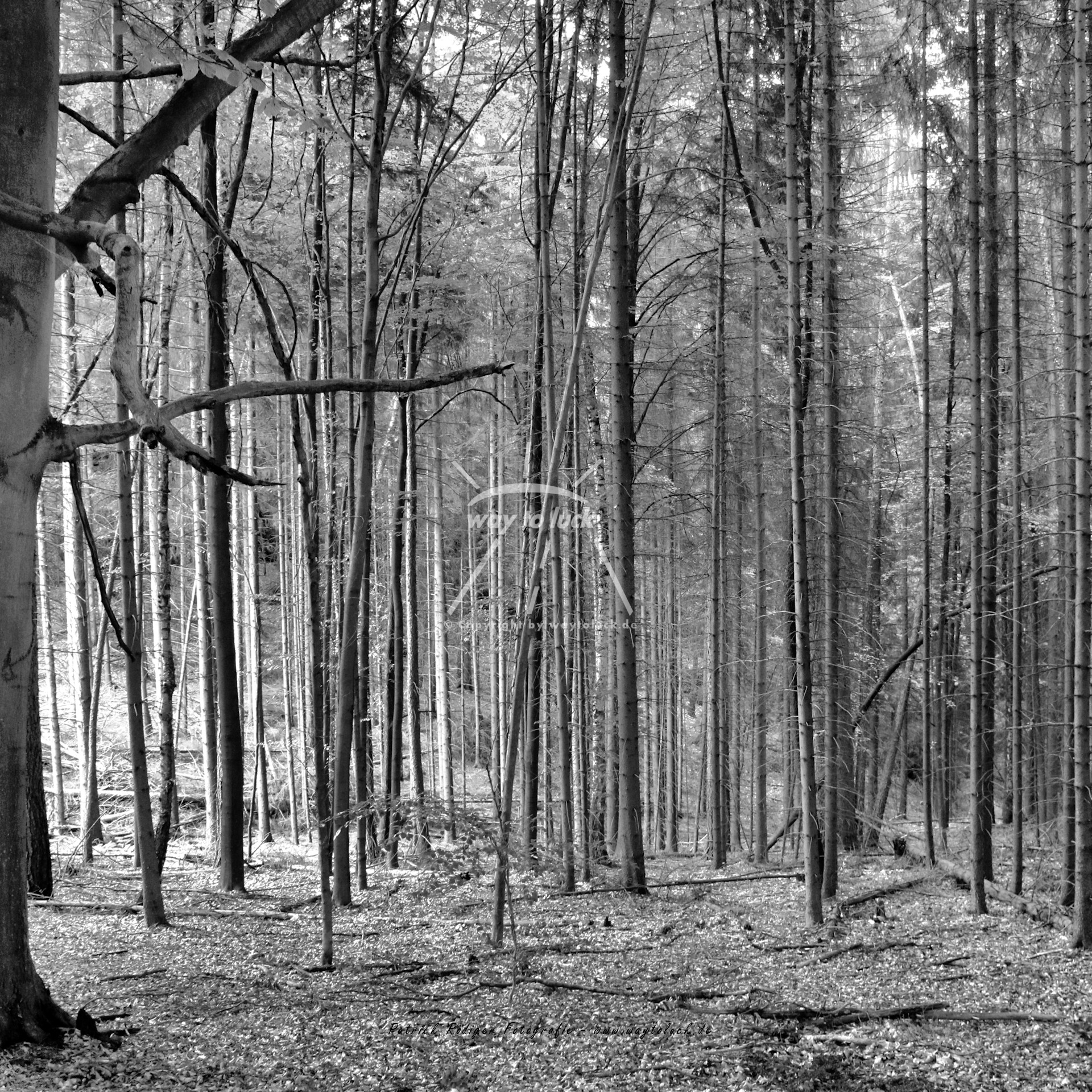 Wald Bäume Laub Waldidylle Waldleben Schwarz Weiß